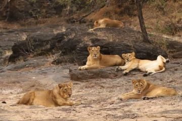 Family Getaway nagarhole Tour Package for 4 Days 3 Nights