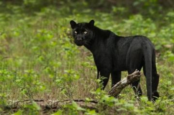 kabini Tour Package for 5 Days 4 Nights from Mumbai by SAHYOGMANTRA TOURS