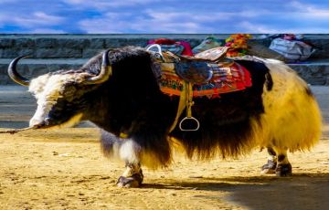 Heart-warming 5 Days 4 Nights manali Honeymoon Trip Package