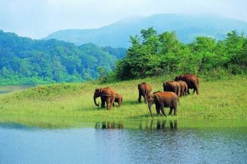 Family Getaway 5 Days 4 Nights munnar, thekkady with kochi Trip Package