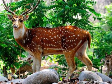 4 Days delhi to chail Hill Stations Tour Package