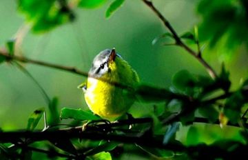 4 Days delhi to chail Hill Stations Tour Package