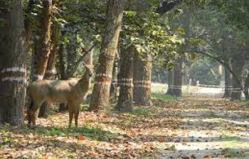 Corbett safari packages for 2 People Includes safari and 1 days in resort