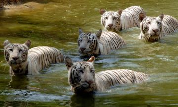 Best 6 Days 5 Nights kolkata, sundarban and shantiniketan Tour Package