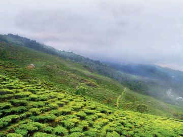 Amazing 3 Days 2 Nights Siliguri - Tinchuley Holiday Package