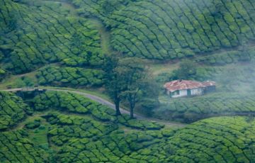 4 Days Cochin to munnar Honeymoon Trip Package