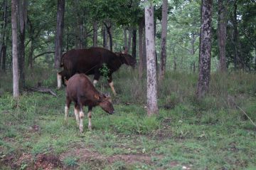 Family Getaway 3 Days 2 Nights nagpur Luxury Vacation Package