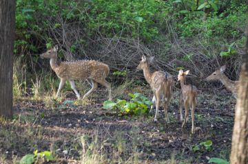 Family Getaway 3 Days 2 Nights nagpur Luxury Vacation Package