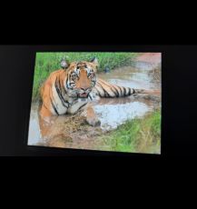 Family Getaway 3 Days 2 Nights nagpur Luxury Vacation Package