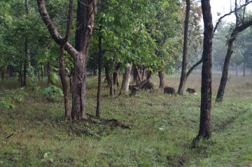 Heart-warming 3 Days Nagpur to Tadoba Holiday Package