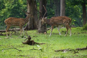 Heart-warming 3 Days Nagpur to Tadoba Holiday Package