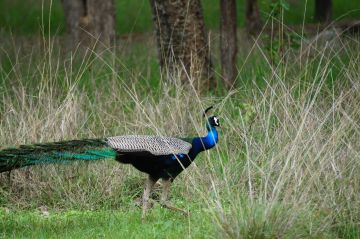 Magical 2 Days 1 Night tadoba Culture and Heritage Tour Package