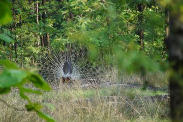 Magical 2 Days 1 Night tadoba Culture and Heritage Tour Package