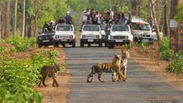 Memorable 3 Days 2 Nights pench Wildlife Tour Package