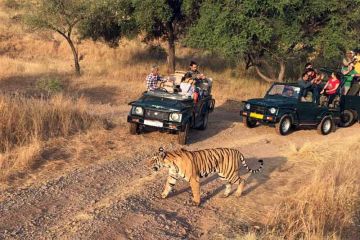 Jim Corbett Tour Package 2 Night 3 Days From Delhi with Jeep Safari