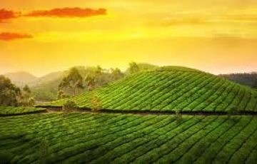 6 Days 5 Nights cochin Munnar, Thekkedy, Allappy  Tour Package