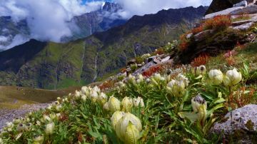 Uttarakhand Trek --> Rishikesh-Chopta - Tungnath  Chandrashila - Chopta - Rishikesh - Minimum 4 pax