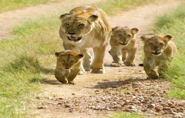 Family Getaway 6 Days nairobi city Holiday Package