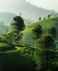 Kodaikanal Wildlife Tour Package for 7 Days