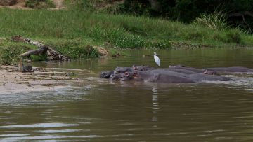 Experience 4 Days murchison falls national park Friends Holiday Package