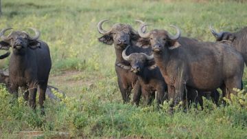 Experience 4 Days murchison falls national park Friends Holiday Package