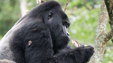 4 Days 3 Nights ENTEBBE to Bwindi Impaenetrable National Park Wildlife Trip Package