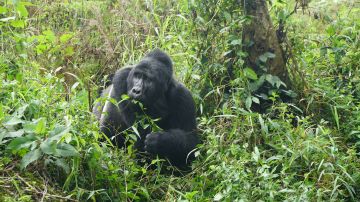 4 Days 3 Nights ENTEBBE to Bwindi Impaenetrable National Park Wildlife Trip Package