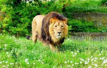 8 Days 7 Nights dwarka, somnath, diu with sasan gir Luxury Trip Package