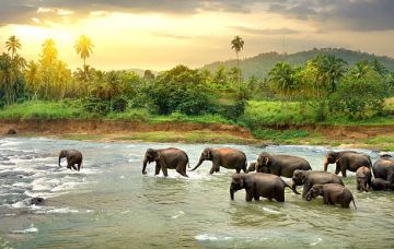 Family Getaway 5 Days Sri Lanka to srilanka Tour Package