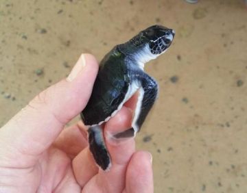 Family Getaway 5 Days Sri Lanka to srilanka Tour Package