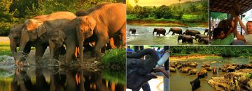 Magical 9 Days yala sri lanka Holiday Package