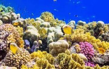 4 Days 3 Nights mirissa Honeymoon Holiday Package