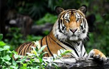 Amazing 3 Days day 3 ranthambhore-departure Trip Package