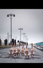 4 Days 3 Nights srinagar Luxury Tour Package