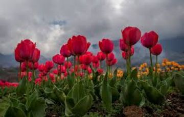 5 Days 4 Nights srinagar, sonmarg, gulmarg with pahalgam Nature Trip Package