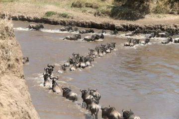 6 Days 5 Nights Arusha to serengeti Trip Package