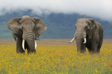 6 Days 5 Nights Arusha to serengeti Trip Package