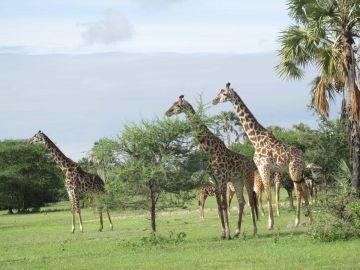 6 Days 5 Nights Arusha to serengeti Trip Package