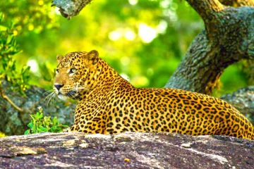 7 Days 6 Nights kandy Friends Vacation Package