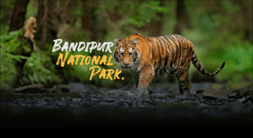 Memorable 2 Days bangalore to bandipur Trip Package