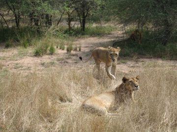 Ecstatic 5 Days arusha to serengeti Holiday Package