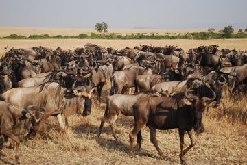 Ecstatic 5 Days arusha to serengeti Holiday Package