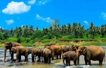 Memorable 6 Days colombo airport kandy Tour Package