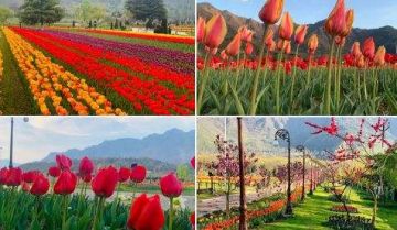6 Days 5 Nights srinagar airport drop to srinagar to pahalgam Trip Package