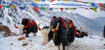10 Days gangtok, lachen, lachung and pelling Nature Holiday Package