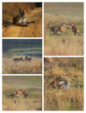 Beautiful 3 Days 2 Nights tadoba Holiday Package