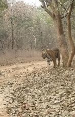 Beautiful 3 Days 2 Nights tadoba Holiday Package