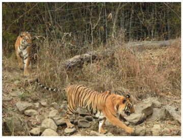 Beautiful 3 Days 2 Nights tadoba Holiday Package