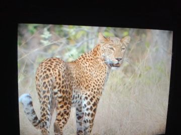 Pleasurable 4 Days nagpur to tadoba Vacation Package