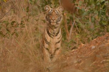 Pleasurable 4 Days nagpur to tadoba Vacation Package